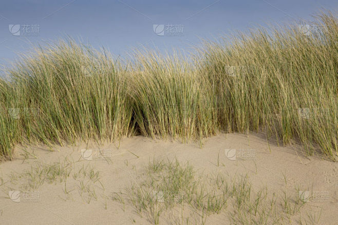 滨草,海滩,自然,斯旺西,自然界的状态,风景,图像,美,英国,草
