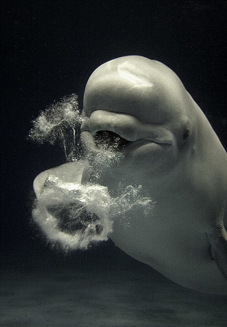 A beluga whale makes...