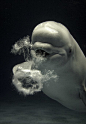 A beluga whale makes and plays with bubble rings.