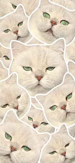 高冷猫猫᳐ ੭壁纸来啦 - 小红书