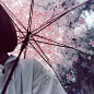 樱花 伞 美丽