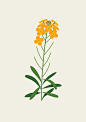 Plants — Sarah Abbott