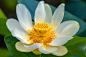 Close-up of white water lily摄影照片