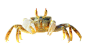 螃蟹 青蟹 海蟹 素材 png 透明图