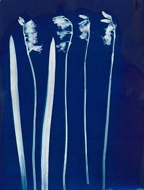 ruskin's cyanotype@北...