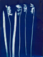 ruskin's cyanotype@北坤人素材