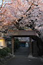 日本「目黒川」的樱花 ​​​​
