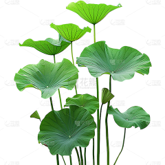 啾比猛汉采集到素材参考