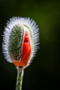 Photograph "Breaking Open" by Funky Eye on 500px