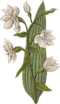 Epipactis palustris - Marsh Helleborine