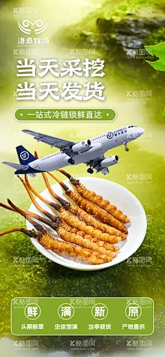 虫草海报  - 源文件下载【酷图网】冬虫夏草,虫草,海报,鲜虫草,高原虫草,青海虫草