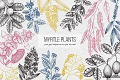 美丽的手绘植物素描矢量图形 Myrtle-Plants-Collection #2799313-设计元素-@美工云(meigongyun.com)