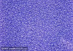平铺图案。
Tile pattern.