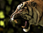老虎 侧脸咆哮massimo-righi-tigersideorig.jpg (1555×1200)