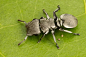 扁平的萌感 Cephalotes basalis