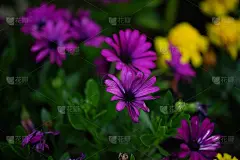 公园里紫色的花，绿色的背景。壁纸