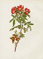 Ellen Wilmott Rose Prints Genus Rosa 1914