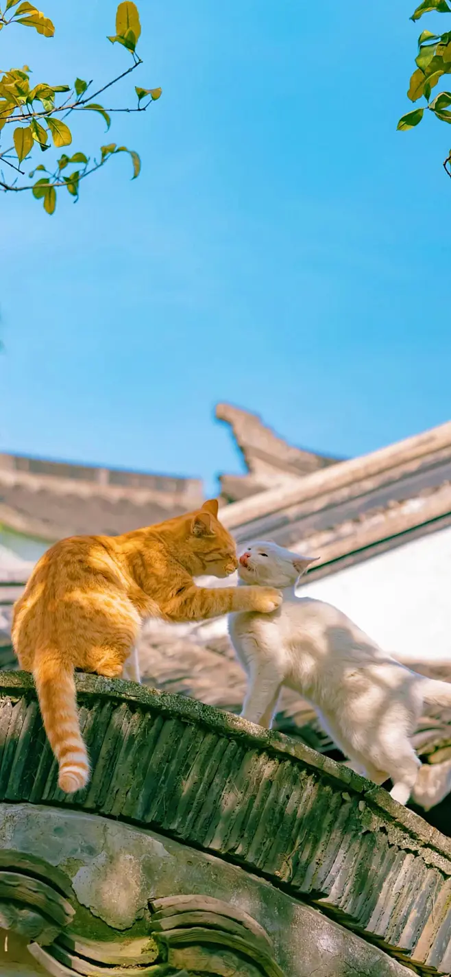 原图壁纸：做一只慵懒的猫吧，享受猫咪一样的慢生活-今日头条-花瓣网