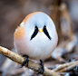 #aroundtheWEB# Norwegian Bearded Tit, via Discovery ​​​​