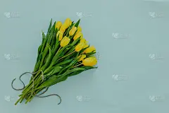 鲜亮的黄色郁金香在蓝色背景上。春节贺卡与文字空间。用绳子把郁金香串起来。