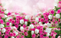 許多花，白色鬱金香，粉紅玫瑰 壁紙 - 1920x1200