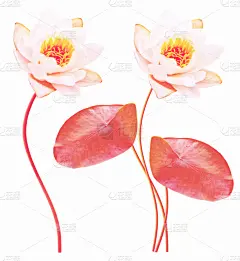 睡莲,贺卡,复活节,背景分离,边框,浪漫,荷花,壁纸,小的,春天