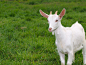 一只白色的小山羊在草地上-macw图库素材