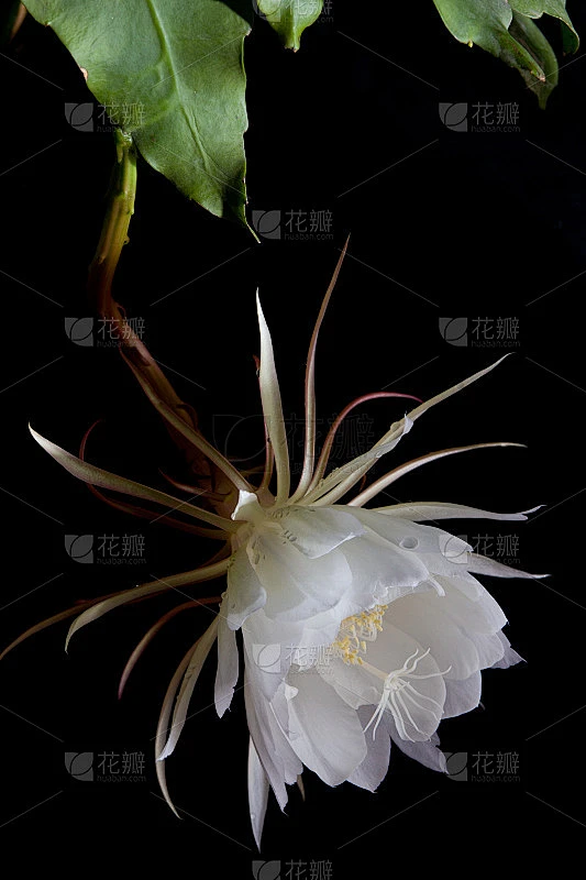 夜晚盛开的花素材-花瓣网