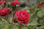 【红色达芬奇】来自法国的丰花月季，大气的暗红色，花型优雅，香气适中。极端高温下，依旧愿意“孜孜不倦”地集群开花，这品质非常珍贵 ​​​​