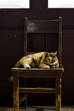 墨染柒柒采集到老巷里的黑猫，去哪了