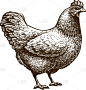 鸡肉,家禽,动物手,农场,鸡,公鸡,可爱的,食品,绘制,站