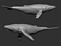 Humpback whale, lam tran : This is first time i work with arnold render