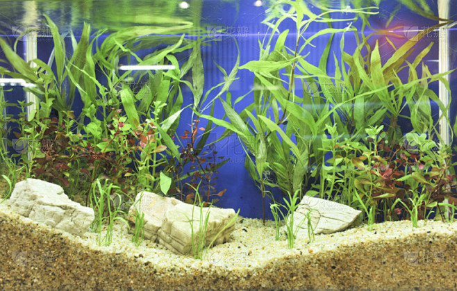 水族馆装饰的美丽背景