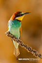 Photograph Bee-eater, Merops apiaster by Rafa Irusta on 500px