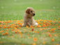 小狗,狗,家庭花园,夏天,可爱的,小的,欢乐,幸福,美,自然