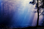 Aljoscha Thielen的迷雾森林摄影作品 (1)