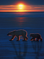 plurdledgabbleblotchits:

photo from: http://www.safari-ukraina.com/articles/?attachment_id=3014
