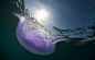 摄影师拍美丽红海月亮水母：似水下外星生物




以色列一位摄影师在红海捕捉到月亮水母罕见又漂亮的照片。它们看上去好像外星生物。37岁摄影师尤祖鲁-马苏达在沙特阿拉伯海岸附近短途旅行时用呼吸管潜泳，拍摄到月亮水母的这些惊人照片。





马苏达说：“这种水母看上去就像单个细胞，它们拥有指引飘动生活方式的潜意识智力。我还了解到它们为幼鱼提供避难所。我在许多水母中游动，离它们非常近。它们会碰到我的手臂或腿，但不会令你感到不快。”





马苏达在2小时内不仅观察月亮水母，还......