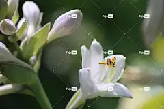 花 花壁纸 花瓣 美丽的花朵 雄蕊 雌蕊 花的 花卉背景 自然