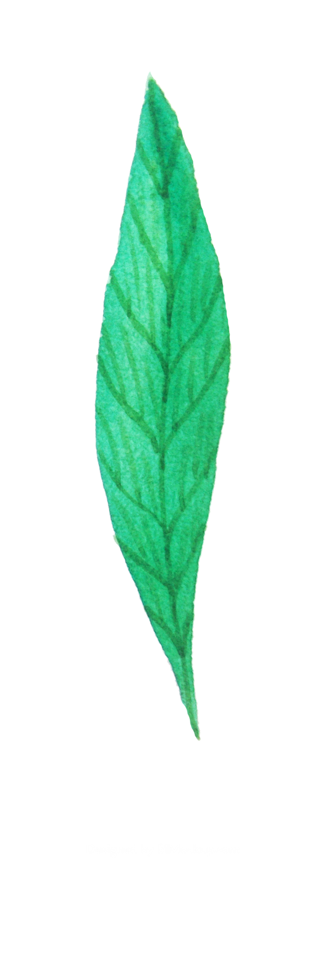 夏季五颜六色的水彩热带花卉 tropic...