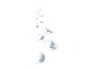 脚印 雪地脚印