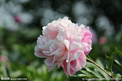 小C菜花采集到花（牡丹）