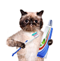 刷牙的小猫图片