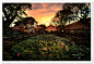 全部尺寸 | Bali - Lotus Pond, Ubud | Flickr - 相片分享！