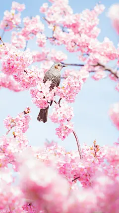 立春——桃花运来。 ​​​​