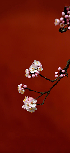 jasminesai采集到摄影 植物 古风