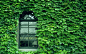 Japan leaves nature window panes wallpaper (#2142478) / Wallbase.cc