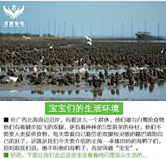 海鸭蛋 红树林海鸭蛋 原生态海鸭蛋 顺丰包邮 - 孝臻田妈食品有限公司
