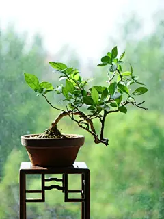 今年最满意的一棵日货老鸦柿小品，小盆控养出来的年功货，一二级枝已基本成型，主杆弯曲过度洒脱，下拉枝条做了个临水大飘，配了个鹿鸣堂的鸡血红釉盆，不知这一手托起的又是多少载年华。 #盆栽 #盆景 #植物 #盆栽植物 #老鸦柿 #日货