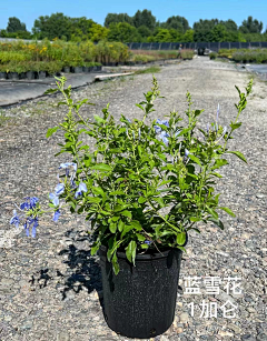 景观设计_方遇采集到植物图